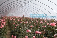 온실가스 야외 발코니 유리 온실 호르티컬쳐널을 설치하는 순수한 정원 토마토