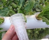 수경법 증가하는 시스템 수경법 순수한 포트 메쉬 컵과 거품을 위한 온실 순수한 포트 컵